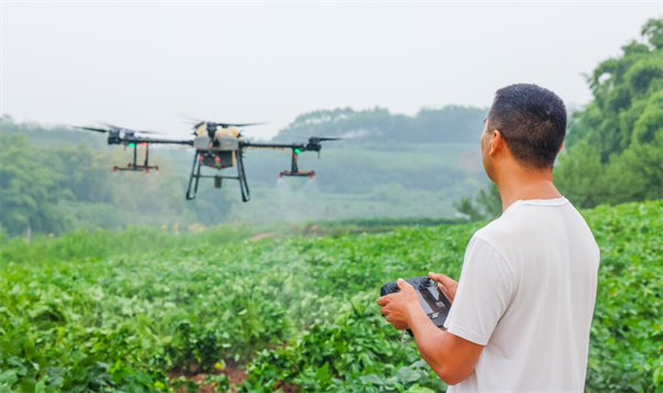 自貢市貢井區(qū)：植保無人機(jī)助力病蟲害防治(圖1)